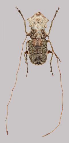 Réf. 318 654 : Hoherius meinhertzhageni